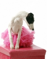 Picture of black and white Whippet in pink tutu