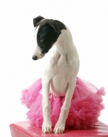 Picture of black and white Whippet in tutu