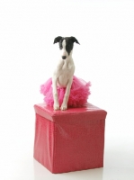 Picture of black and white Whippet on box