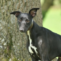 Picture of black and white Whippet