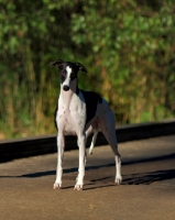 Picture of black and white Whippet