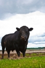 Picture of Black Angus Bull Standing in a field looking slightly away.