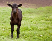 Picture of Black Angus calf in standing in a field looking at camera