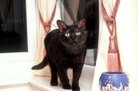 Picture of black asian cat at home