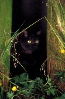 Picture of black Asian cat peering through fence