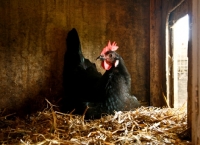 Picture of Black Astralorp hen sitting on nest