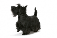 Picture of black Australian Champion Scottish Terrier