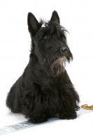 Picture of black Australian Champion Scottish Terrier