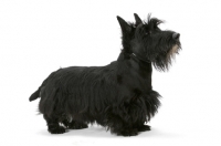 Picture of black Australian Champion Scottish Terrier, side view