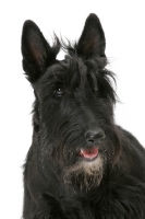 Picture of black Australian Champion Scottish Terrier, portrait