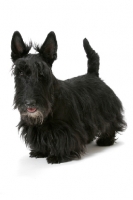 Picture of black Australian Champion Scottish Terrier