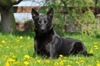 Picture of black Australian Kelpie lying down