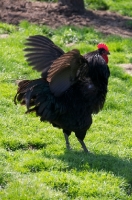 Picture of black Australorp chicken ruffling feathers