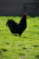 Picture of black Australorp chicken, side view