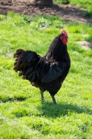 Picture of black Australorp chicken, side view