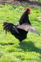 Picture of black Australorp chicken, wings spread