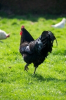 Picture of black Australorp chicken