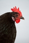 Picture of Black Australorp Hen in Studio