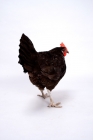 Picture of Black Australorp hen walking away in studio