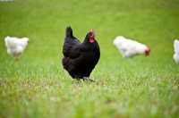 Picture of black Australorp hen walking in a green field with White Rock hens in the background