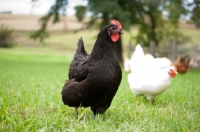 Picture of black Australorp hen 
