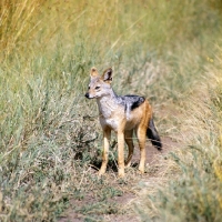 Picture of Black backed Jackal in serengeti np, Africa