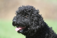 Picture of black Barbet portrait