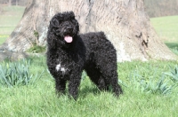 Picture of black Barbet standing on grass