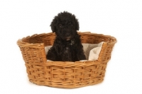 Picture of black Bedlington Terrier puppy in basket