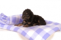 Picture of black Bedlington Terrier puppy lying down on blanket