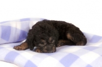 Picture of black Bedlington Terrier puppy on blanket