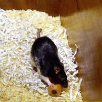 Picture of black berkshire pet rat on bedding eating carrot