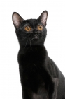 Picture of black bombay cat looking up, on white background