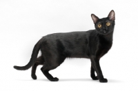 Picture of black Bombay cat on white background, full body, side view