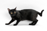 Picture of black Bombay cat on white background, alert