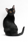 Picture of black Bombay cat on white background, back view
