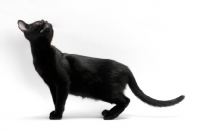 Picture of black bombay cat on white background
