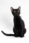 Picture of black Bombay cat on white background