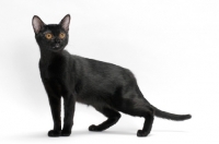 Picture of black Bombay cat on white background, side view