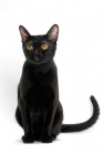 Picture of black Bombay cat on white background, full body