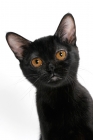 Picture of black bombay cat portrait, on white background