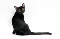 Picture of black bombay cat sitting down, on white background