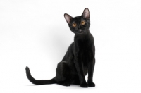 Picture of black bombay cat sitting on white background