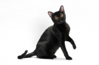 Picture of black bombay cat sitting on white background