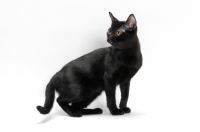 Picture of black bombay cat standing on white background