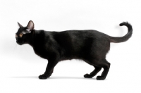 Picture of black Bombay cat standing on white background