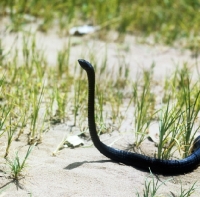 Picture of black boomslang in tanzania