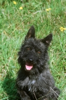 Picture of black Bouvier des Ardennes portrait