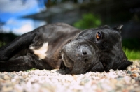 Picture of black brindle cane corso resting in the sun