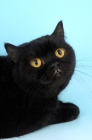 Picture of black british shorthair cat looking up